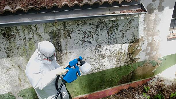 Trusted Attic Mold Removal service in Elmira, NY - Cheap Mold Removal